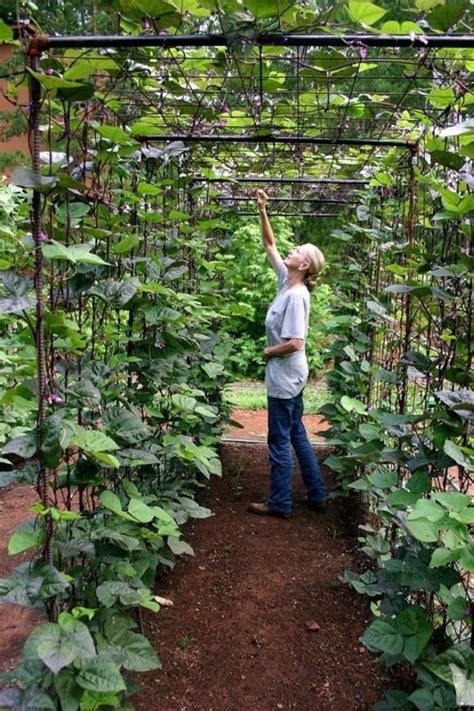 Best Diy Trellis Ideas For The Gardener In You Diy Garden Trellis