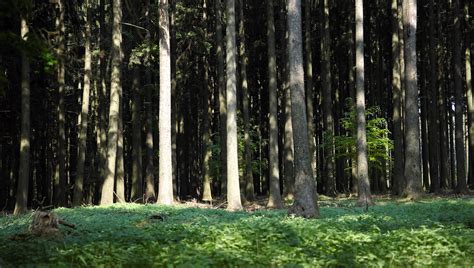 Den Wald vor lauter Bäumen nicht mehr sehen Wildpark Poing Flickr