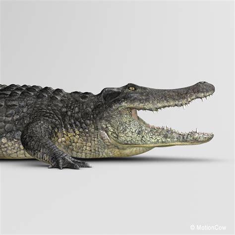 3d realistic alligator