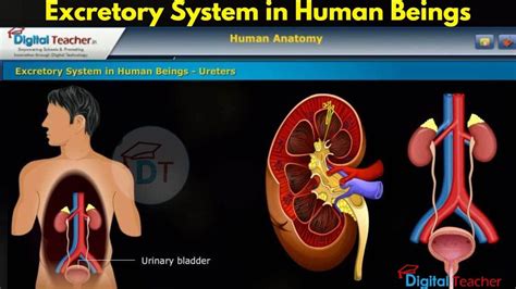 Excretory System In Human Beings Human Anatomy Digital Teacher Part