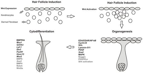 Signaling Involved In Hair Follicle Morphogenesis And Development