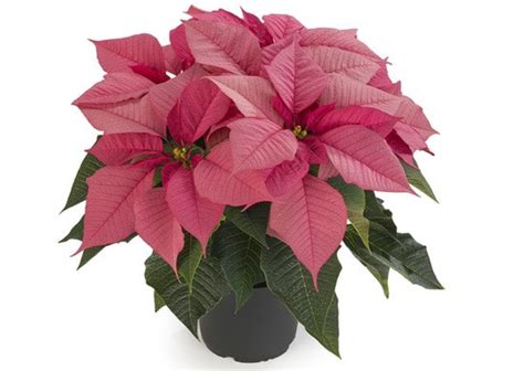 6" Pink Poinsettia