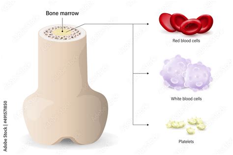 Bone marrow, the source of red blood cells, white blood cells, and ...