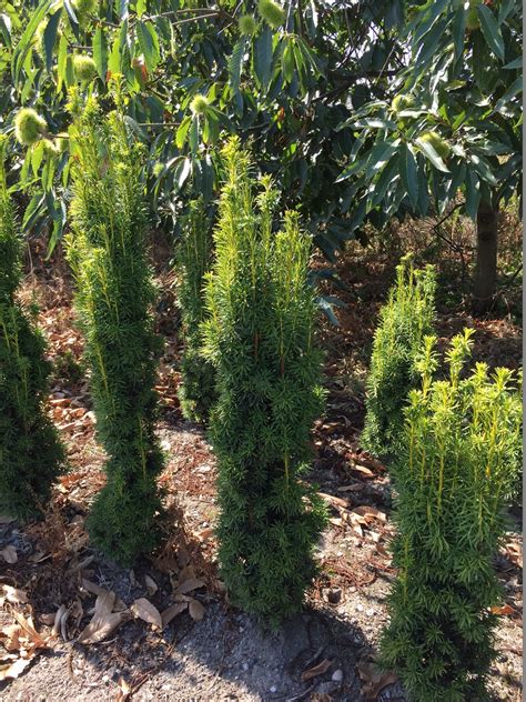 S Uleneibe Taxus Baccata Fastigiata Aurea Eiben Taxus