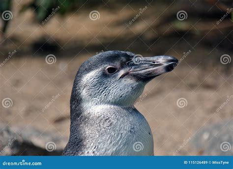 Side Portrait Of A Penguin Stock Image Image Of White 115126489