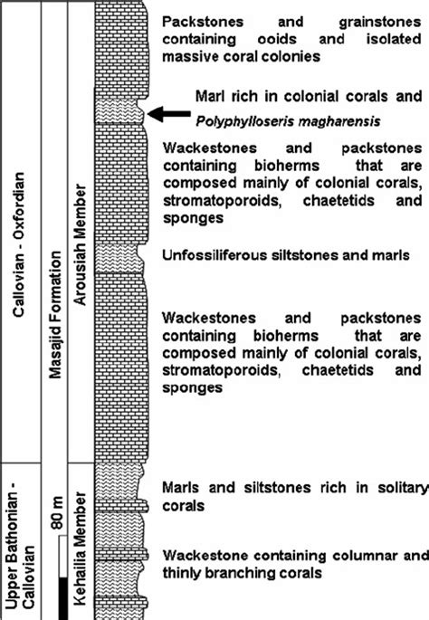 Columnar Section Of The Masajid Formation Showing The Strati Graphic