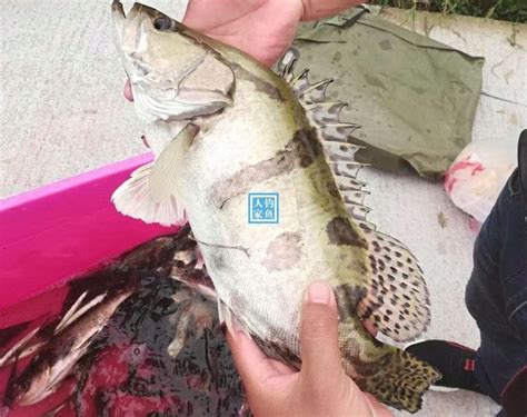 堰塞湖冬釣，長竿斷線爆釣14條野生大魚，還收穫一箱滿滿的土鯽魚 每日頭條