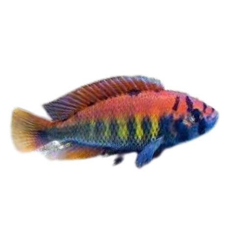 Haplochromis Sp 35 Tomato Fat Glenn S Fish