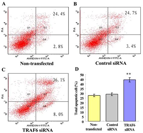 Sirna Induced Traf6 Knockdown Promotes The Apoptosis And Inhibits The