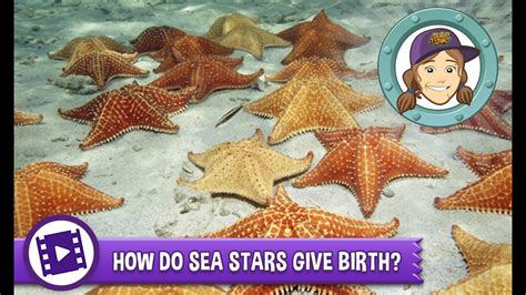 Pregnant Starfish