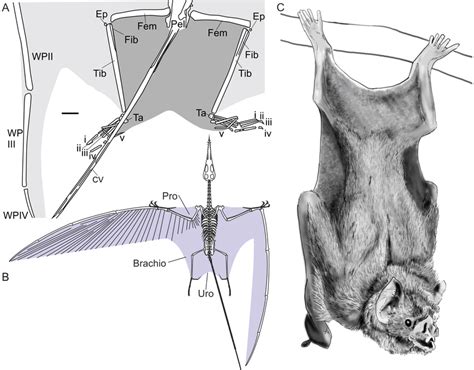 Sordes Pilosus