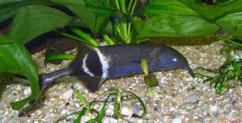 Elephant Fishes And Their Trunk Looking Snouts Elephant Snout Fish