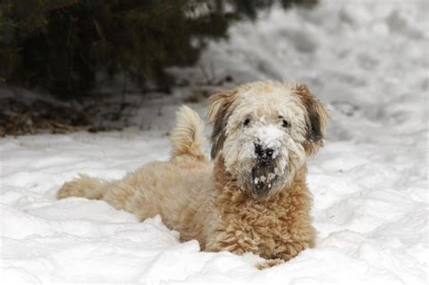 A Guide to the Wheaten Terrier - Health & Detox & Vitamins