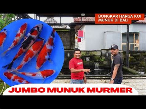 GROGILIHAT HARGA KOI JUMBO MURMER BERPUNUK DI TEMPAT INI YouTube