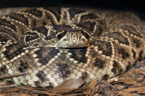 Eastern Diamondback Rattlesnake - Zoo Atlanta