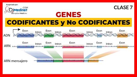 Se Pueden Propagar Los Intrones ACUT NET