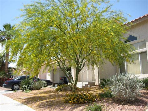 Cercidium 'Desert Museum' (Desert Museum Palo Verde) – Ricardo's Nursery