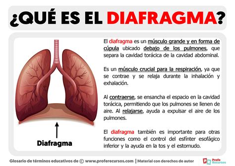 Qué es el Diafragma Definición de Diafragma