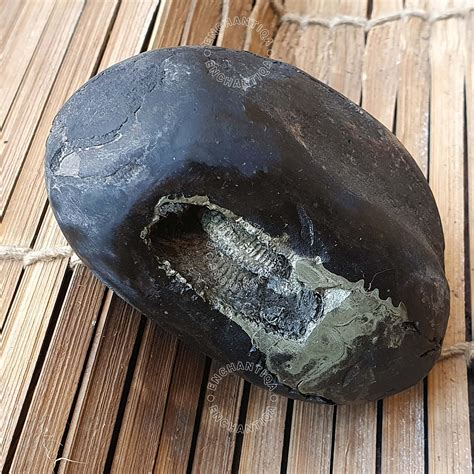 Big Golden Narsimha Shaligram From Gandaki River Nepal Salagram Stone