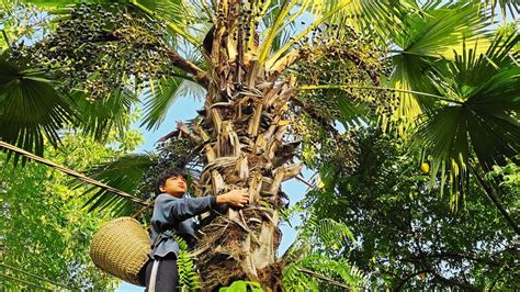 Orphan Boy Build A Dream House Harvesting Palm Fruit Goes To Market