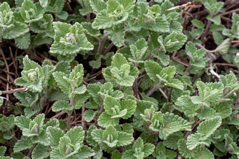 Nepeta Cataria Mint Or Catnip Stock Photo Image Of Foliage