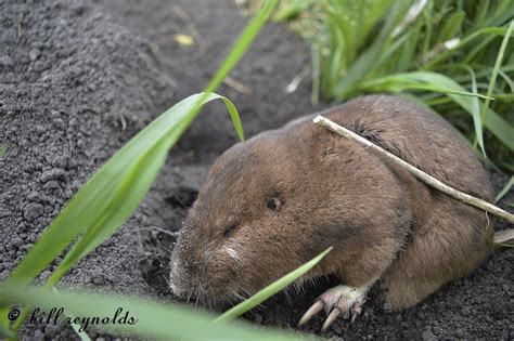 Minnesota Seasons Plains Pocket Gopher