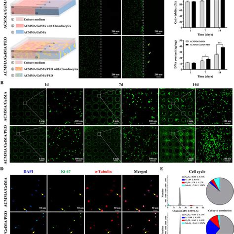 Biocompatibility Analysis Of Microporous Bioink A Schematic