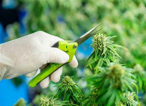 Pruning Cannabis A Guide To Get Maximum Yield And Quality