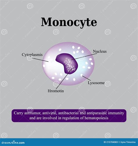 The Anatomical Structure Of Monocytes Blood Cells Stock Vector