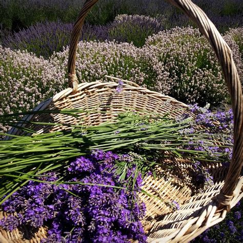 Sequim Lavender Trail Driving Guide Sequim Lavender Experience