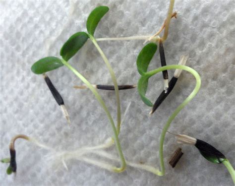 Marigold Seed Germination