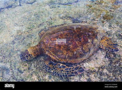 Turtle on Hawaii Stock Photo - Alamy