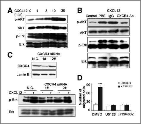 Cxcl12 Activates Intracellular Signaling Pathways Of Mlecs A Cxcl12 Download Scientific