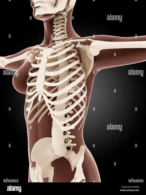 D Render Of A Female Medical Skeleton Stock Photo Alamy