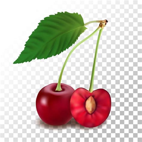 Ilustraci N Realista Cereza En Transparente Vector Premium