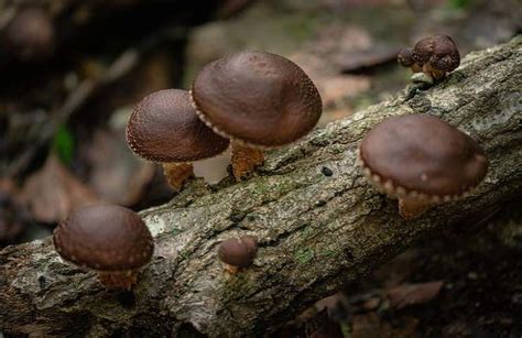 Funghi shiitake proprietà e benefici di questo ingrediente orientale