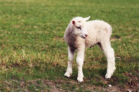 Premium Photo Sheep Standing In A Field