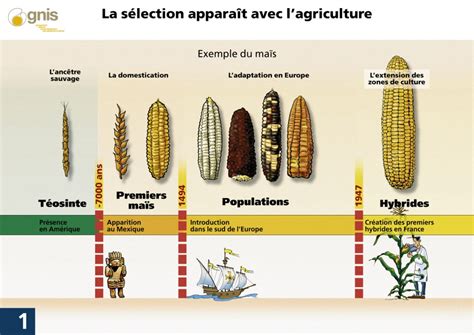 Qcm La Domestication Des Plantes Comprendre Et Enseigner Les