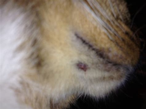 Scab Behind Cats Ear And Chin Warning Scab Pics