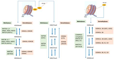 Cells Free Full Text Histone Methylases And Demethylases Regulating