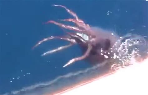 Viral Rare Giant Squid Caught On Camera