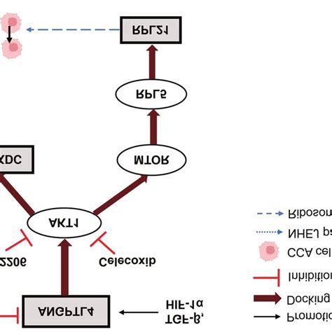 Angiopoietin Like Protein 4 Angptl4 Expression Of Three Download