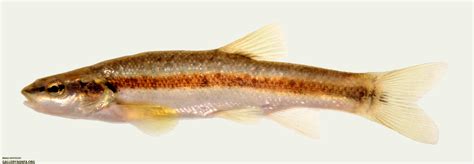 Western Blacknose Dace