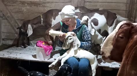 КОРМИМ МАЛЫШЕЙ 🐐ВАРИМ ВИНОГРАДНОЕ ВАРЕНЬЕ🍇🍇🍇🍃🍂🍁 ЗАПАСАЕМСЯ КАПУСТОЙ🍃🍂 ...