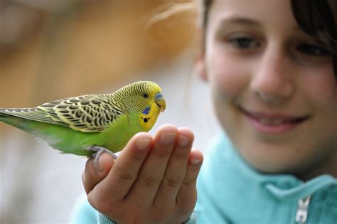 Keeping a Budgie (Parakeet) as a Pet