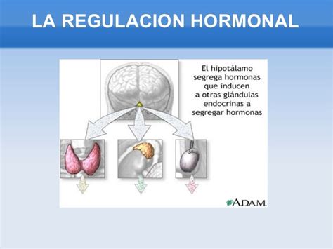 La Regulacion Hormonal