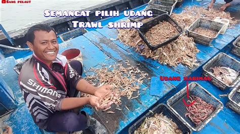 Trawl Shrimp Hasil Tangkapan Pukat Harimau Husu Tangkap Udang