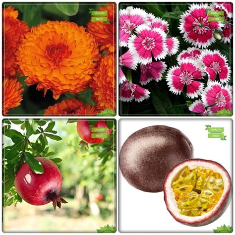 Creative Farmer Winter Seeds Combo Fruit Pomagranate Passion Fruit Violet Calendula