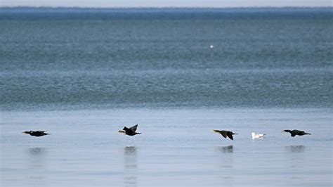 Cormorant Point Birding Pi