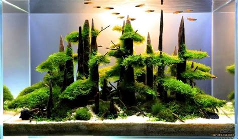 A Unique Stunning Layout Aquascaping Planted Aquarium Peixe Aquario